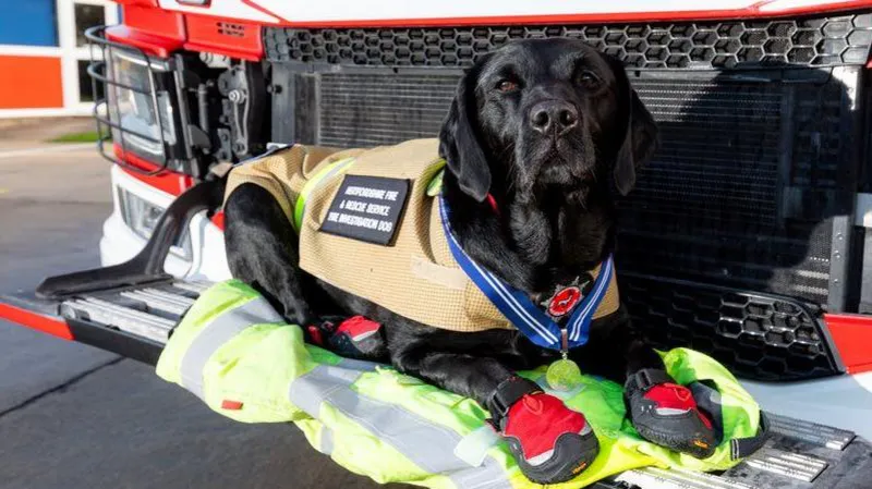 Award-winning fire dog dies after 11-year service - Parkchester Times